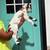 Nigerian Dwarf Goats 7 thumbnail