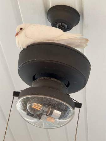 lost pigeon 1
