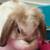 Mini Lop 7months old 1 thumbnail