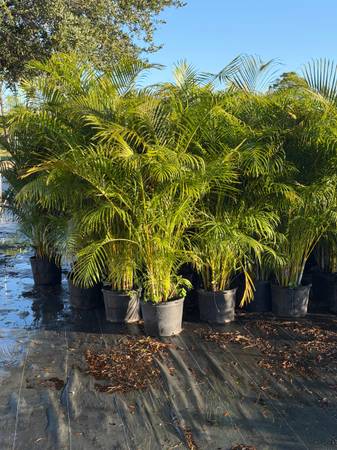 Areca Palms 5 FT 1