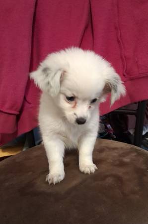 10 wk old male pomchi 1