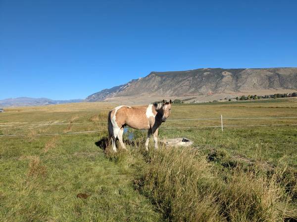 Amazing trail gelding, 11 yo, 15hh, sound 1