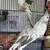 WF Pearl Cockatiels 7 thumbnail