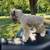 Mini schnauzer 8 thumbnail
