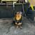 Miniature Dachshund 7 thumbnail