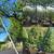 TREES NOW AVAILABLE 🌳🌲 4 thumbnail