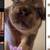 Fluffy frenchie 1 thumbnail