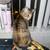 Calico or tortieshell mix 2 thumbnail