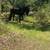 Draft cross gelding 7 thumbnail