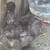 Silkie hens 19 thumbnail
