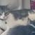 Looking for a furrever home 2 thumbnail