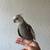 cockatiel 2 thumbnail
