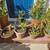 Beautiful Drought Tolerant Desert Plants for your Home! 4 thumbnail