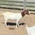 ABGA Starter Boer Goat Herd 4 thumbnail