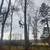 Trees cutting n virginia 2 thumbnail
