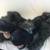 (3) Pairs Of Slippers. Lion, Wolf, Dog and Pair of Angry Bird Baskets 3 thumbnail