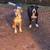 Pitbull pups 9 thumbnail