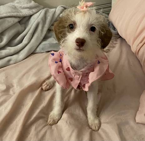 Dog grooming (Long Beach)63877736435713122