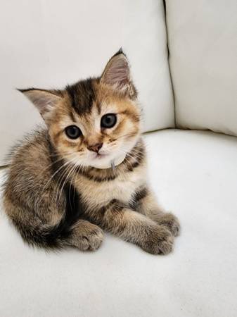 Ruga muffin mix 7 week old female kitten message me for price (Everett)63885717786627120