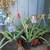 Potted healthy organic aloe vera, snake, jade plants, siempre vida 4 thumbnail