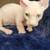 Sphynx Bambino 1 thumbnail