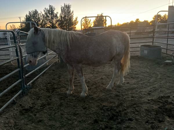 draft  quarter horse 1