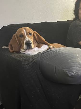 Basset Hound Puppy (Sioux Falls)63425827126401122