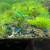 Blue Dream Shrimp 1 thumbnail