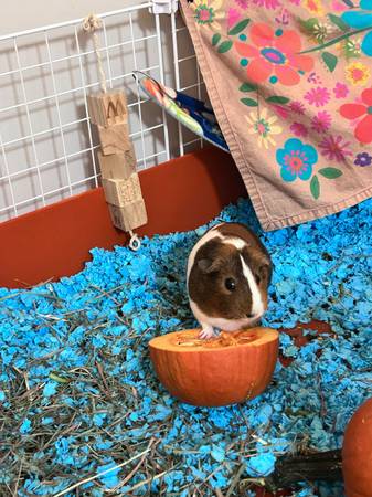 3 year old female guinea pig to good home: with cage and supplies $40 (Greenbriar)