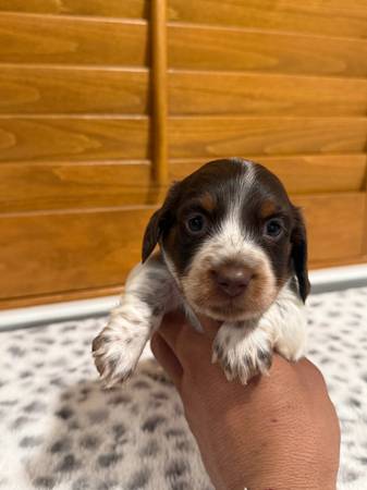 Mini doxies de pelo largo (Fresno)63798820755459124