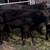 Black angus 3 thumbnail