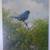 "Indigo Bunting" by Owen Gromme (1896 - 1991) signed/numbered 2 thumbnail