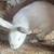 New zealand pair 2 thumbnail