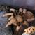 REPTILE PETS 2 thumbnail