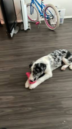 Blue healer border collie (Yukon)63670625669121122