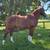 Bluegrass East Fall Horse Sale! 7 thumbnail