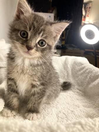 Adorable Blue Tabby Kitten - 8 weeks old - See Pics (Dobbs Ferry)63887463155201120