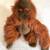 Collectable D.S. Nicholass  12" Orangutan. Never used as a toy 1 thumbnail