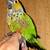 Beautiful rare tame voren Black cap conure🐦 2 thumbnail