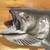 TAXIDERMY KING SALMON (CHINOOK)w/21 x 48 PROFESSIONAL TAXIDERMY PLAQUE 7 thumbnail