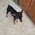 Miniature Doberman Pinscher Puppies for rehoming 1 thumbnail