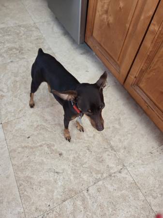 Miniature Doberman Pinscher Puppies for rehoming 1