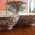 Set of 6 Rice Bowls ROSE MEDALLION 2 thumbnail