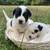 German shepherd mix puppies 6 thumbnail
