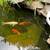 4 Free Koi Fish 5 thumbnail