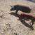 Tamworth cross pigs 7 thumbnail