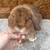Holland lops 1 thumbnail
