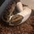 Pied ball python 2 thumbnail