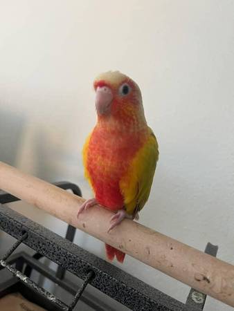 Rehoming Suncheek conure (fremont / union city / newark)63836592873219120