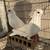 Pigeons for sale 1 thumbnail